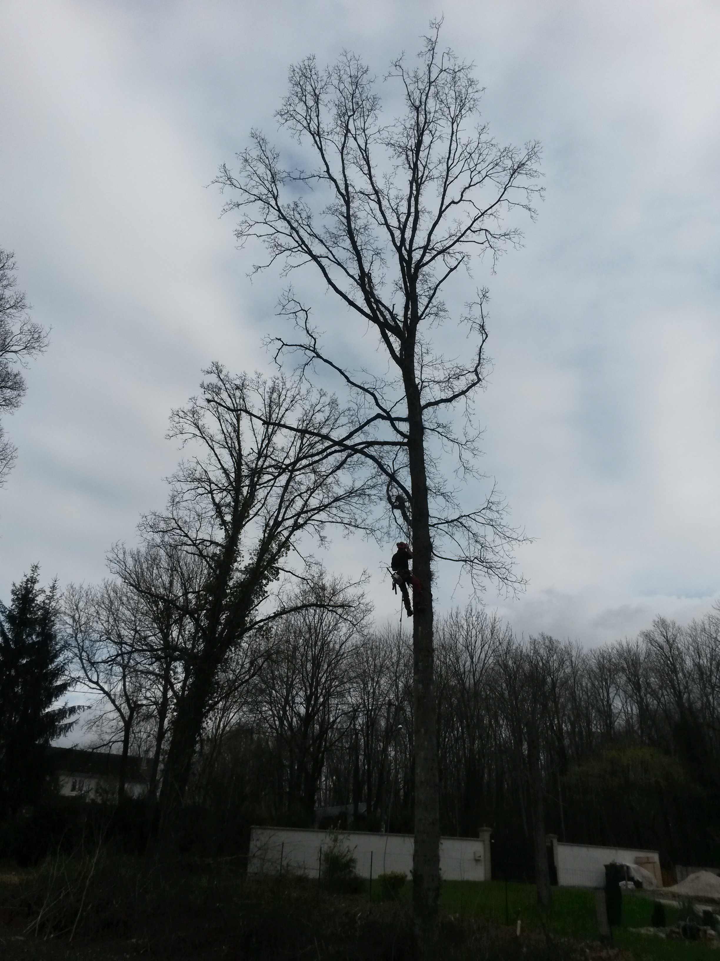 elagage abattage Mouroux 77120